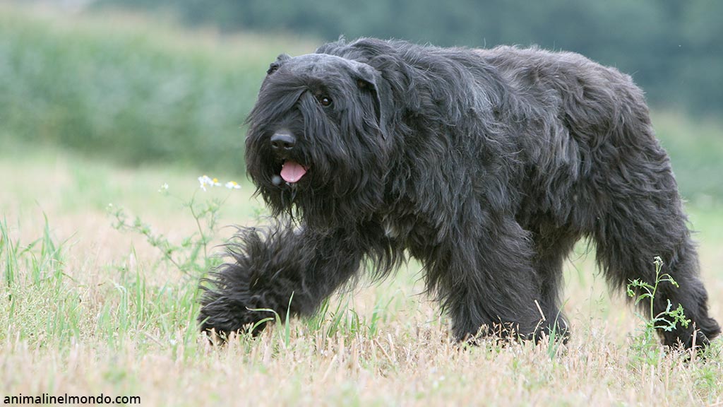 Cane Bovaro delle Fiandre