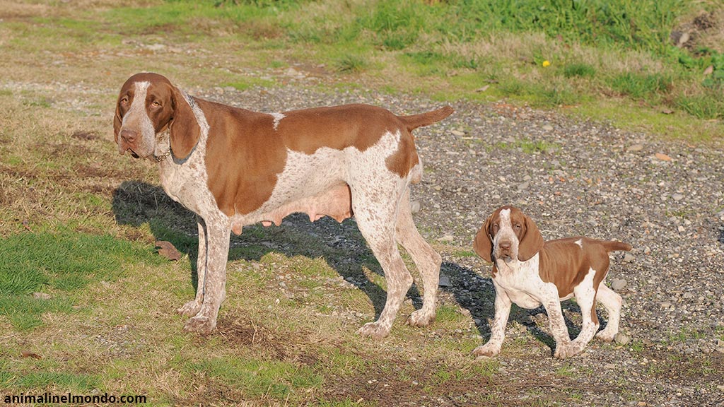 Cane Bracco Italiano