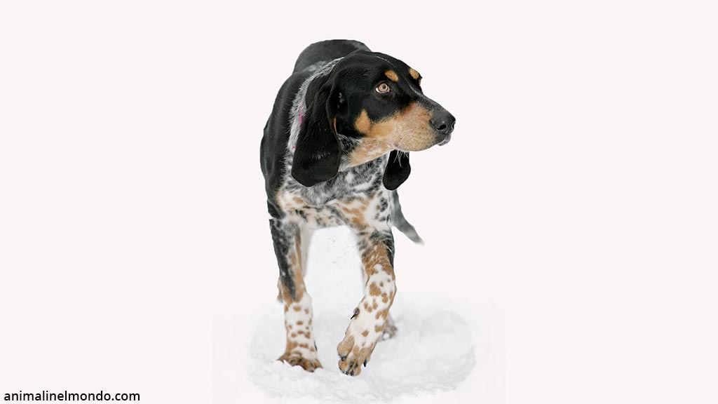 Cane Bracco d’Auvergne