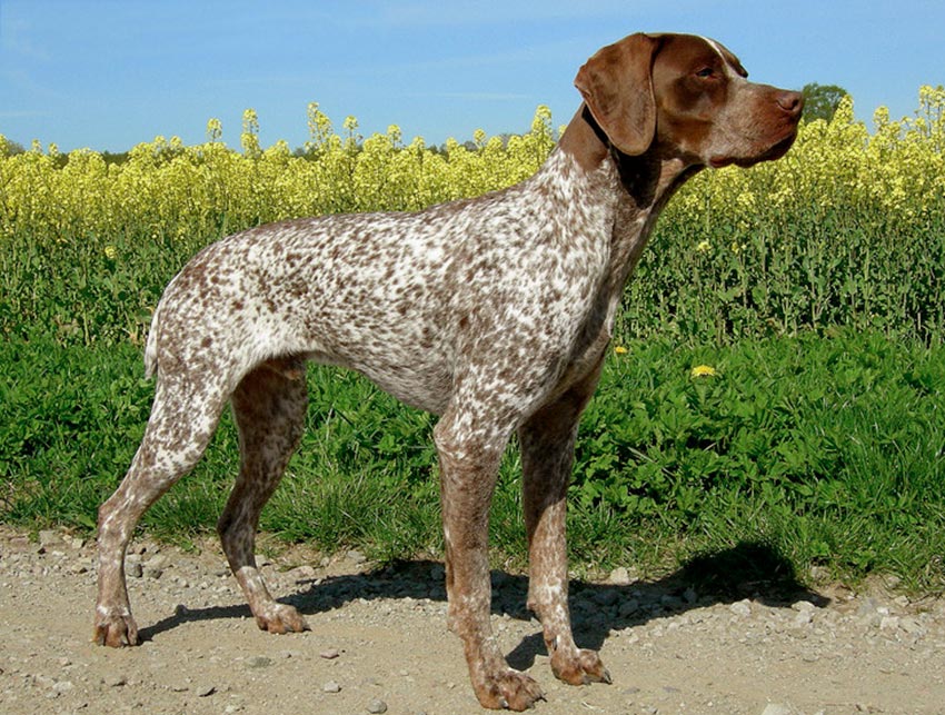 Cane Bracco francese tipo Pirenei