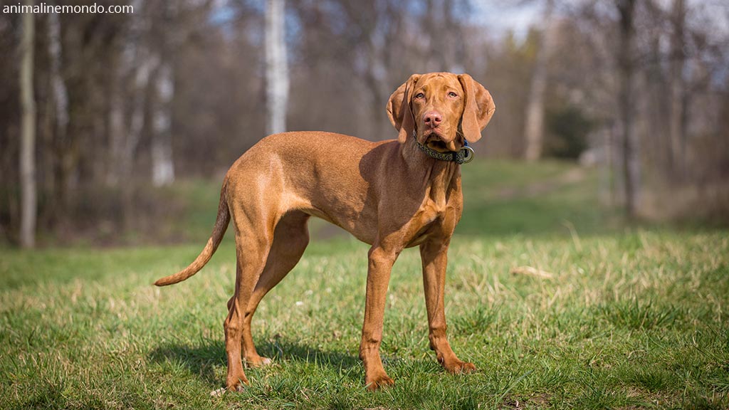Cane Bracco ungherese a pelo corto
