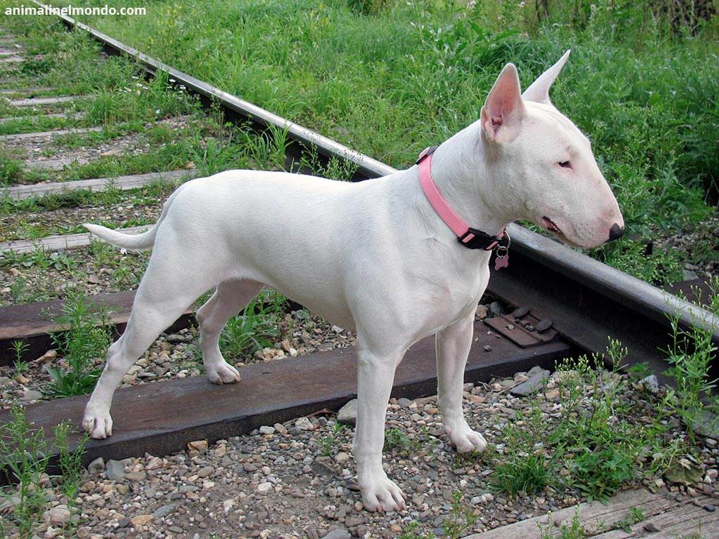Cane Bull Terrier Inglese
