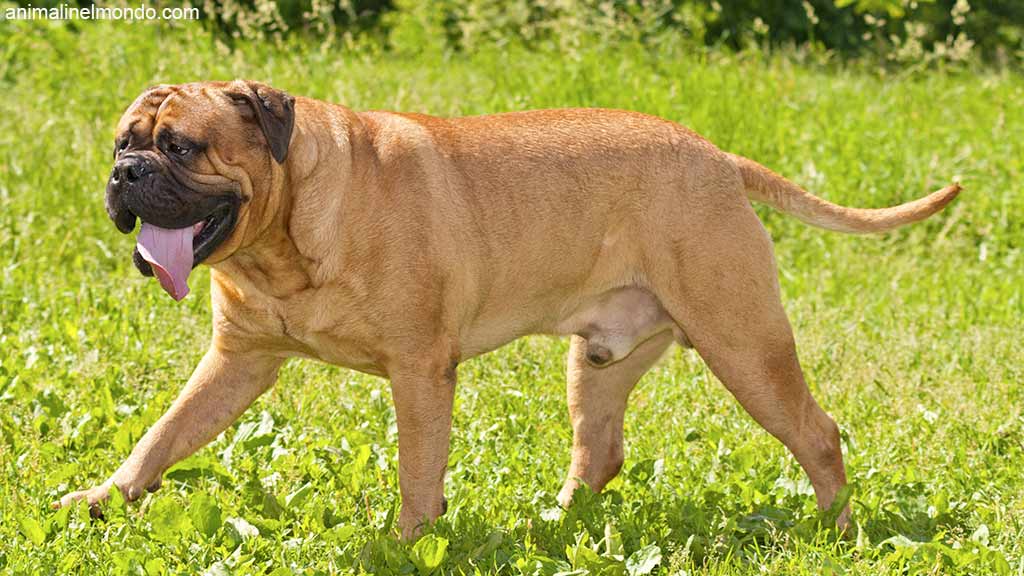 Cane Bullmastiff