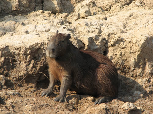 Capibara A