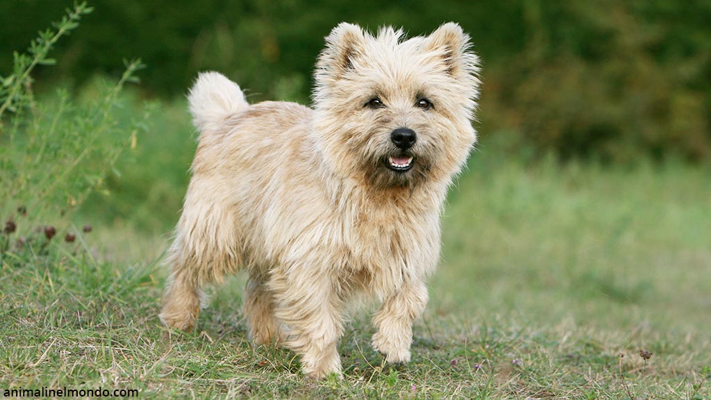 Cane Cairn Terrier