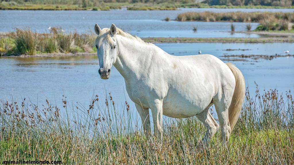 Camargue