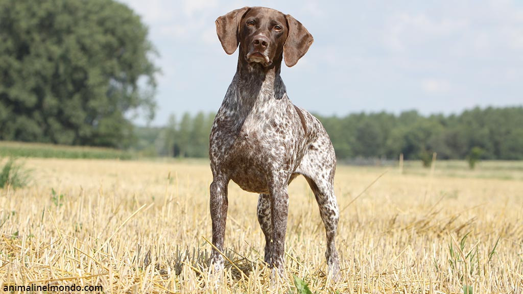 Cane da ferma tedesco a pelo corto