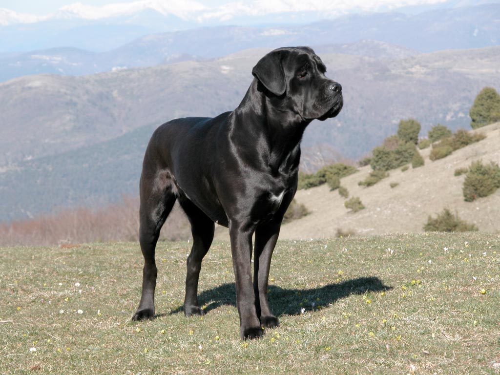 Cane Corso