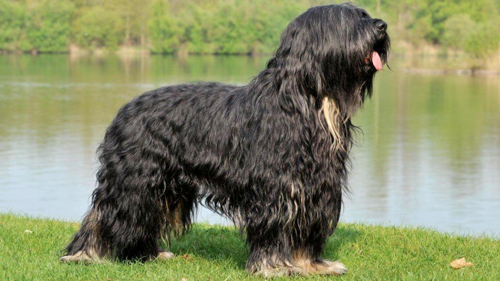 Cane Cao da Serra de Aires