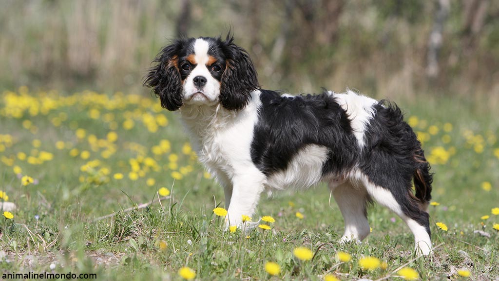 Cane Cavalier King Charles Spaniel