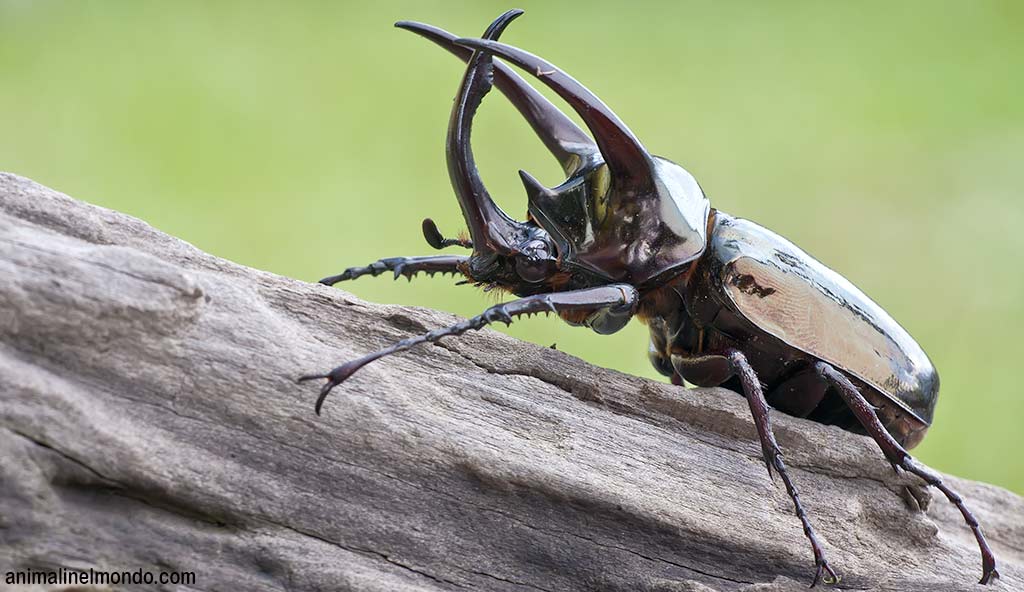 Chalcosoma atlas
