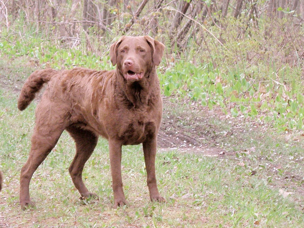 Cane Chesapeake Bay Retriever
