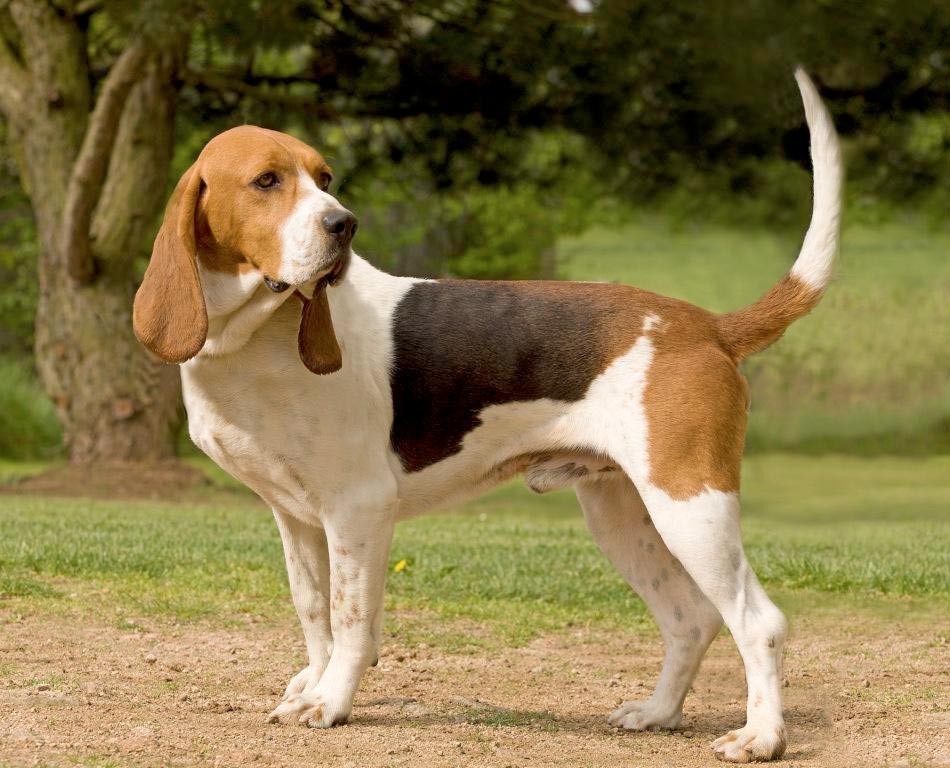 Cane Chien d’Artois