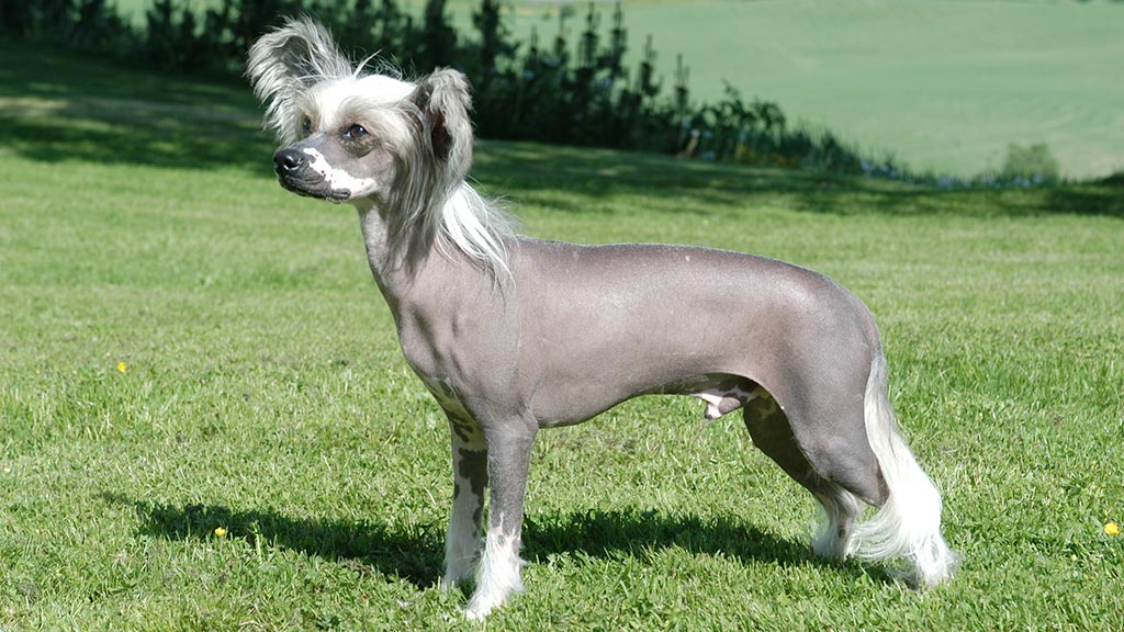 Cane Chinese Crested Dog