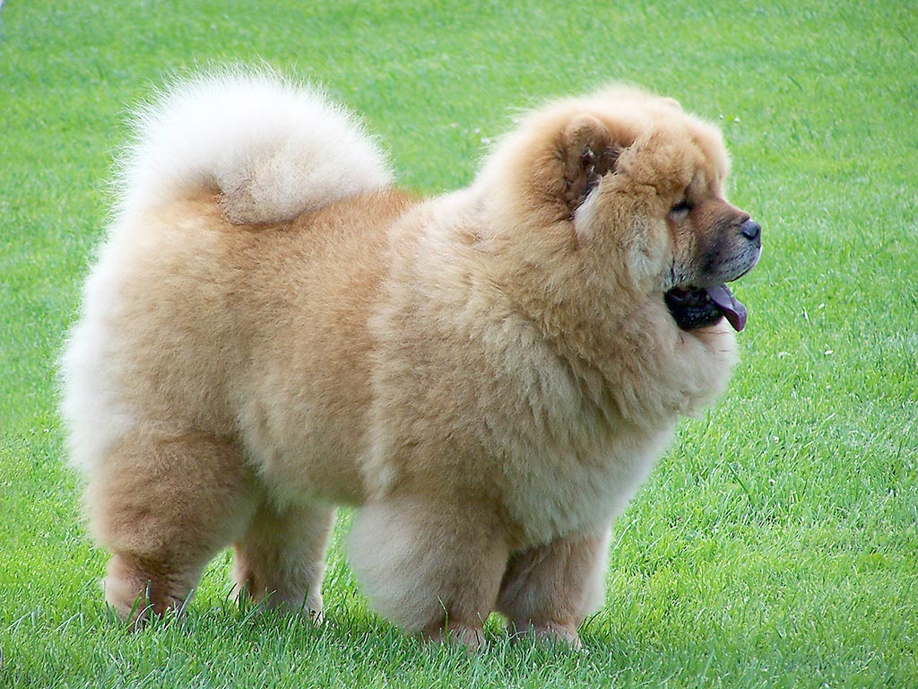 Cane Chow Chow