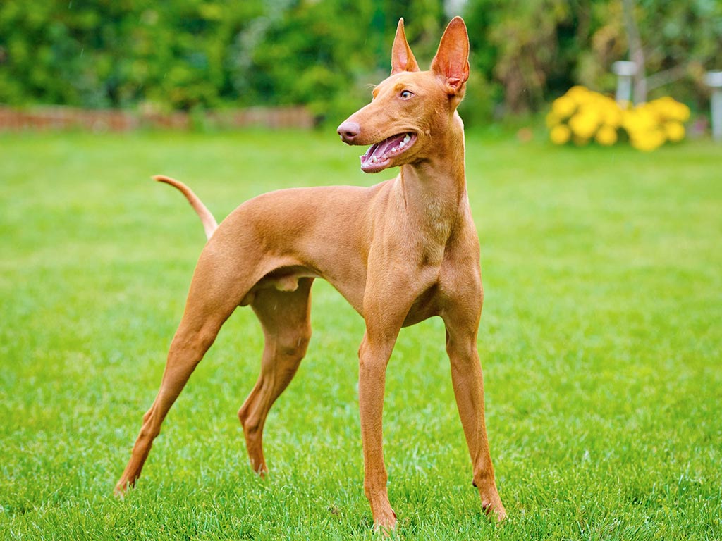 Cane Cirneco dell’Etna