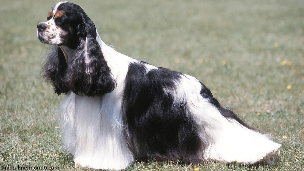Cane Cocker americano