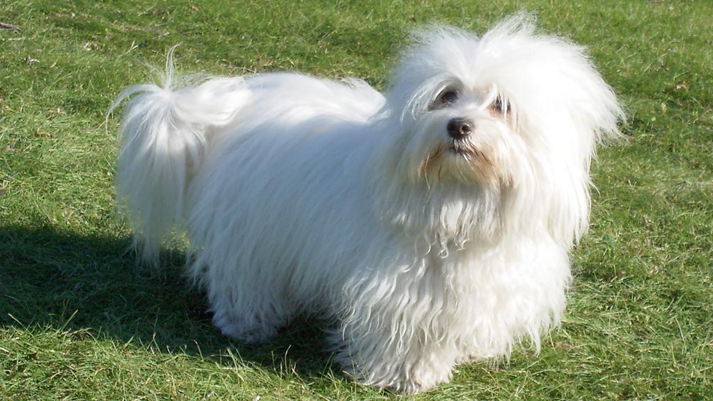 Cane Coton de Tulear