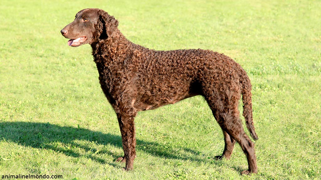 Cane Curly coated Retriever