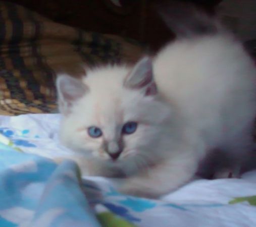 Siam Alba Thai Cattery