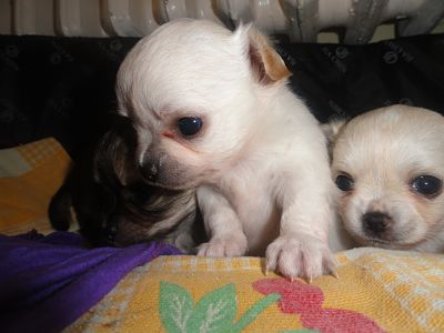 I miei cuccioli