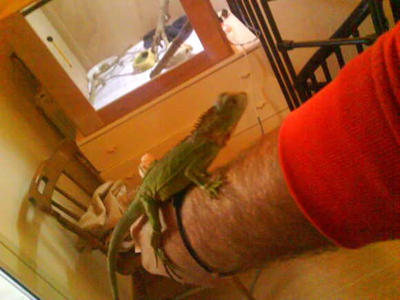 Giuliano il mio iguana