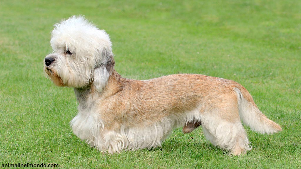 Cane Dandie Dinmont Terrier