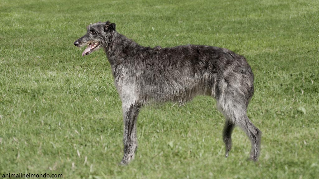 Cane Deerhound