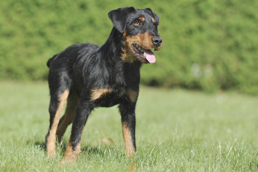 Cane Deutscher Jagd Terrier