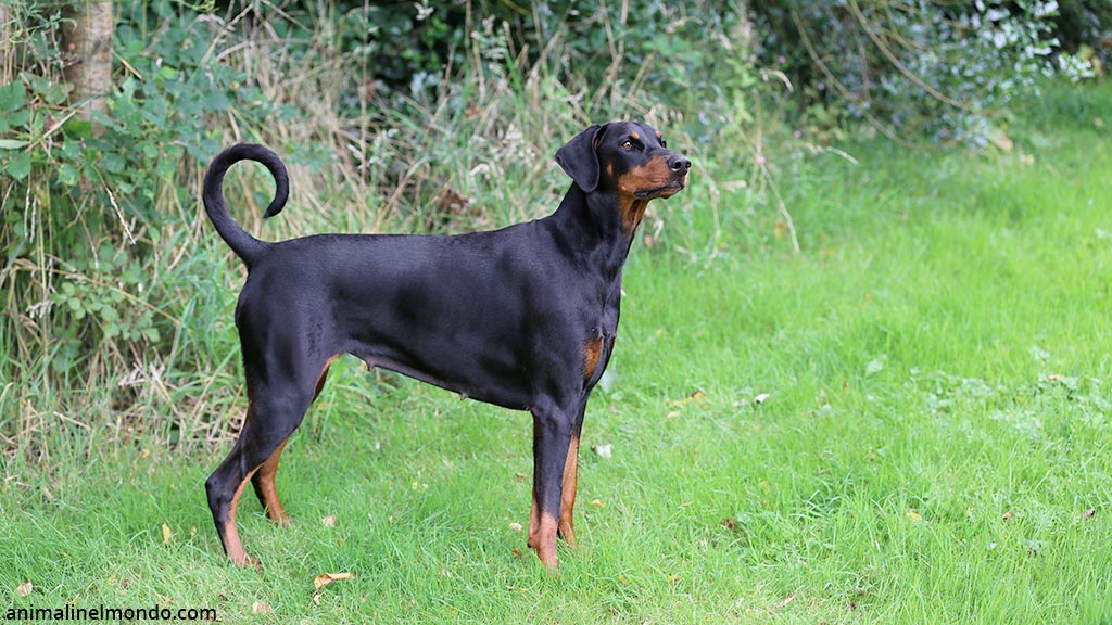 Cane Dobermann