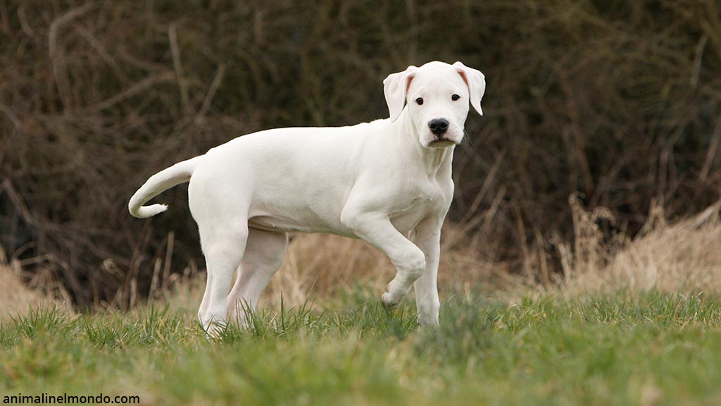 Cane Dogo Argentino