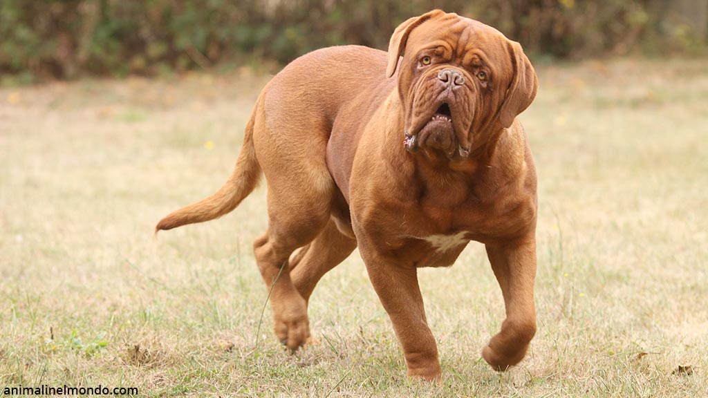 Cane Dogue de Bordeaux