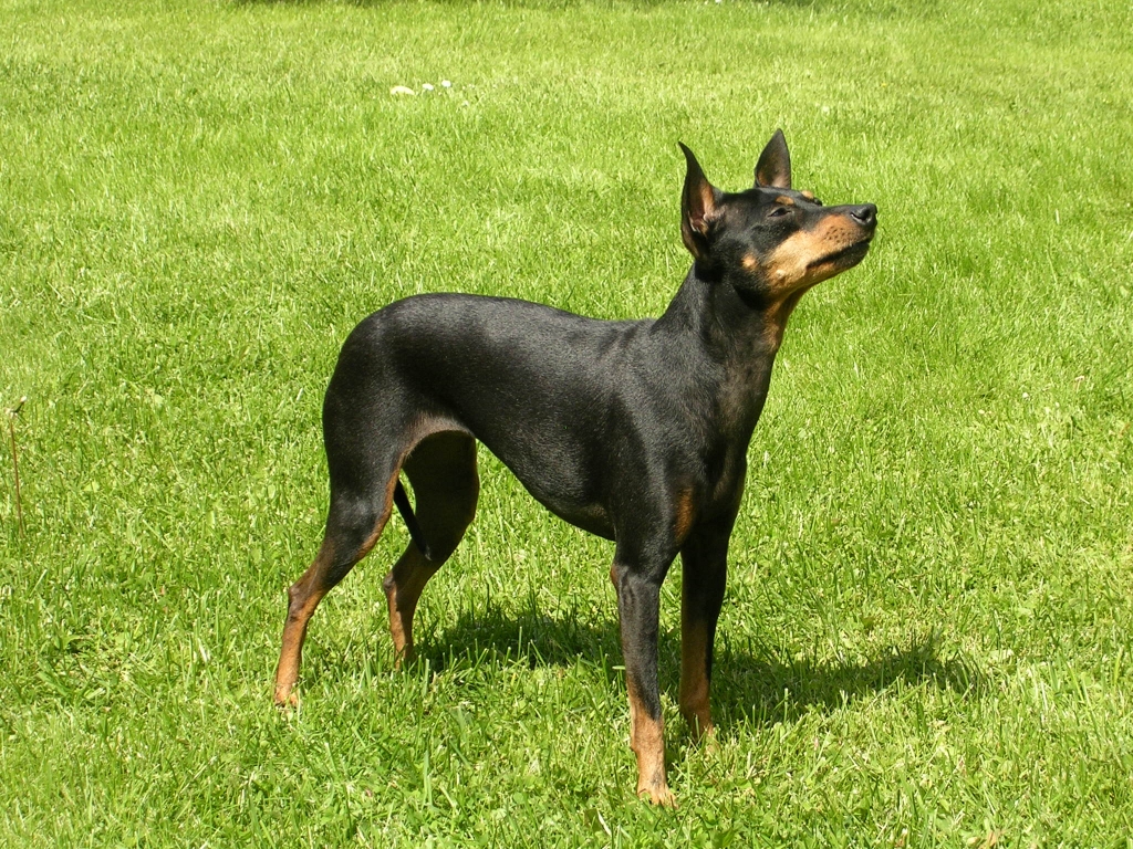 Cane English toy terrier black and tan