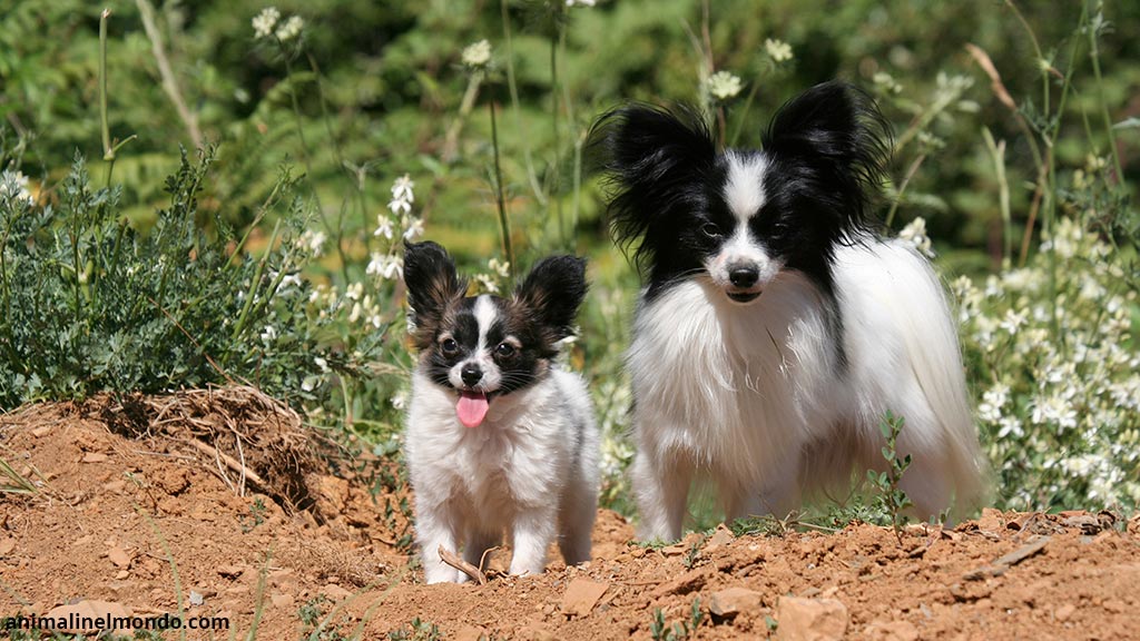 Cane Epagneul Nano Continentale Papillon
