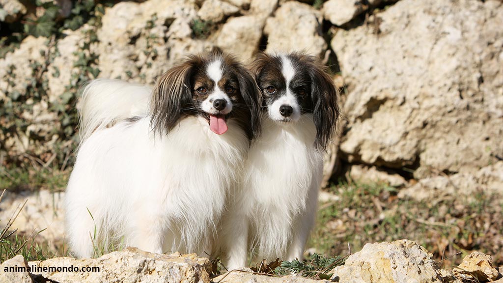 Cane Epagneul Nano Continentale Phalène