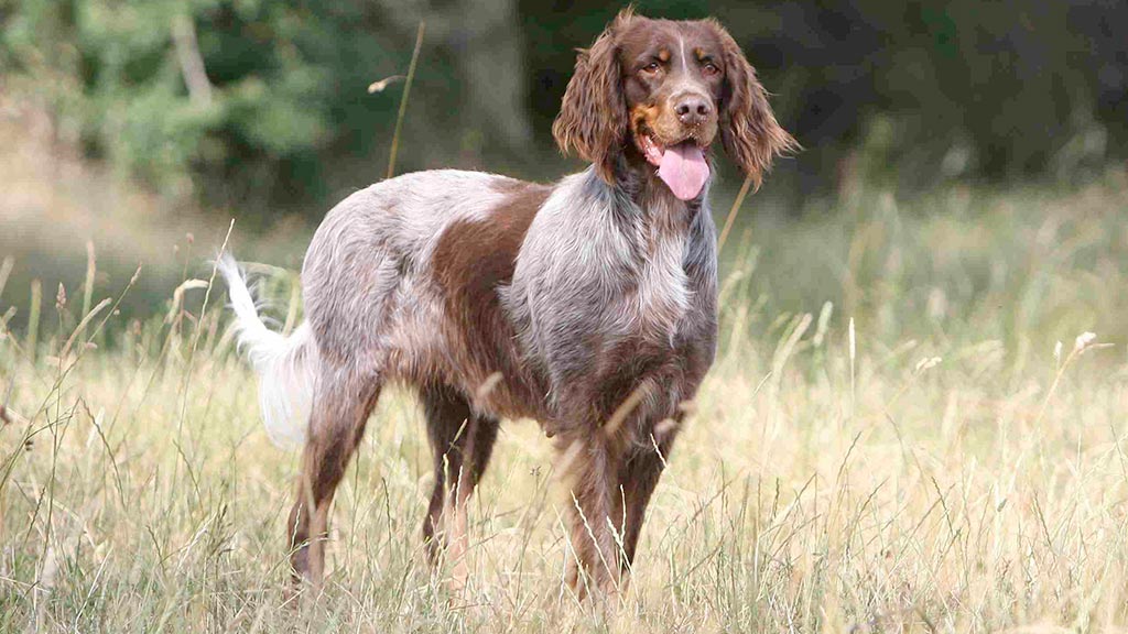 Cane Epagneul picard