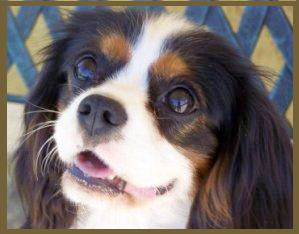 Ettore Cavalier King tricolore