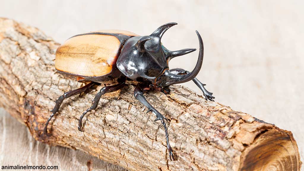 Eupatorus gracilicornis