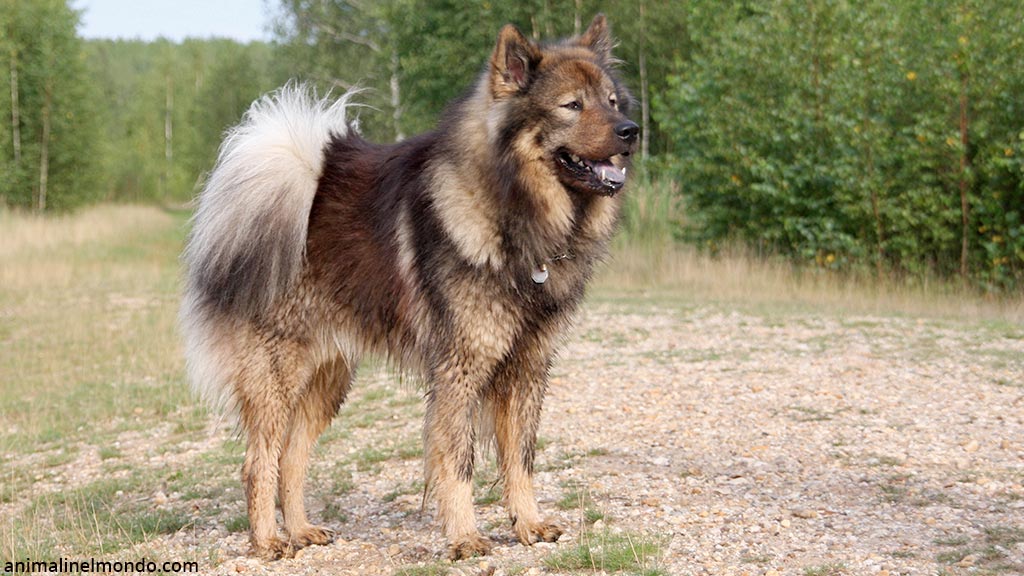 Cane Eurasier