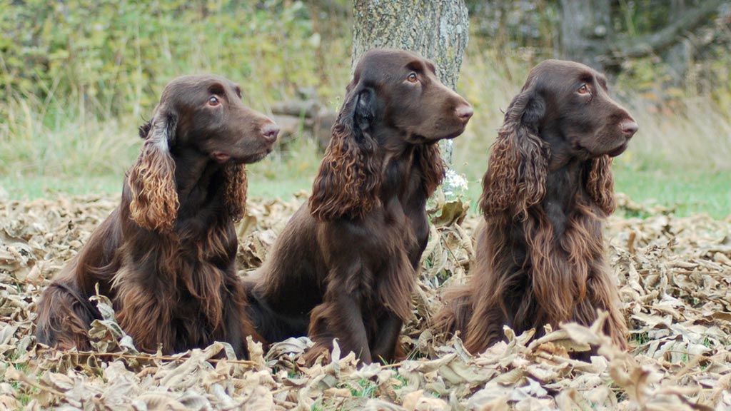 Cane Field Spaniel