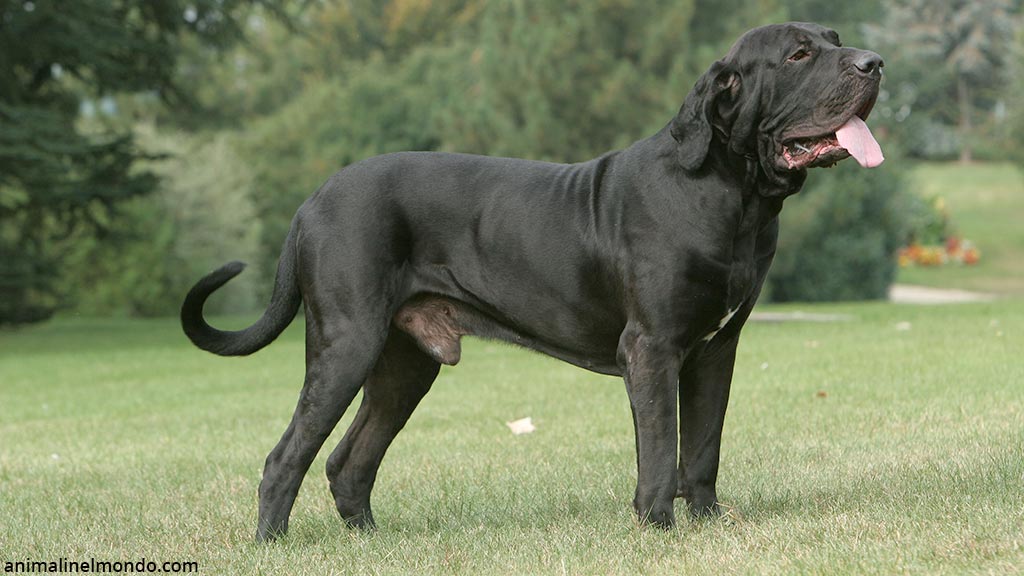 Cane Fila Brasilero