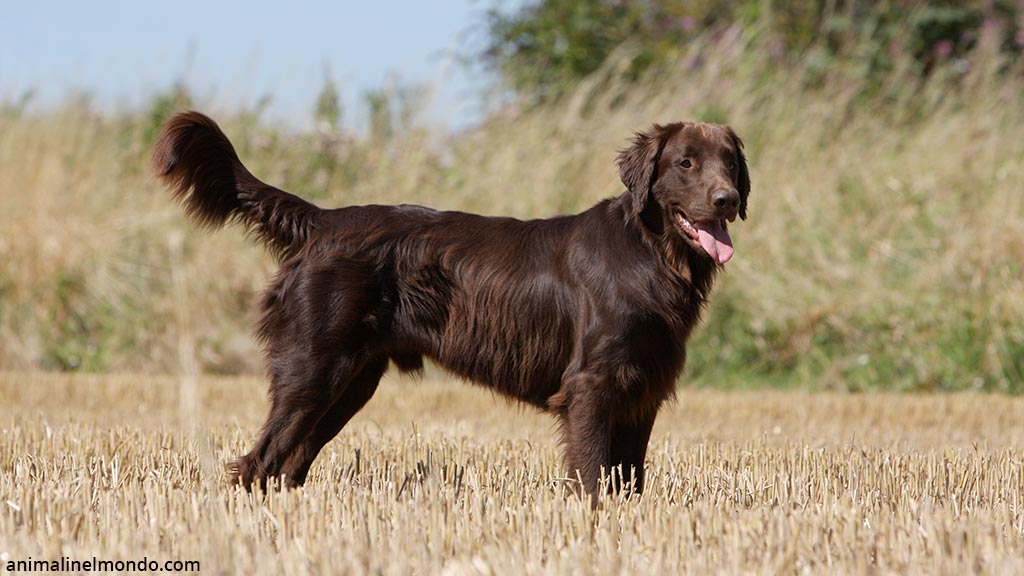 Cane Flat Coated Retriever