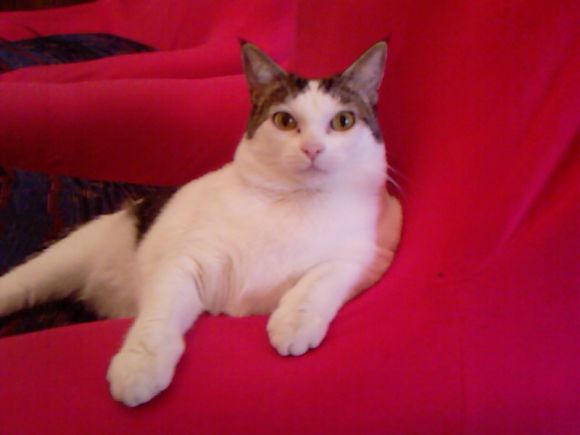 La gatta Milù