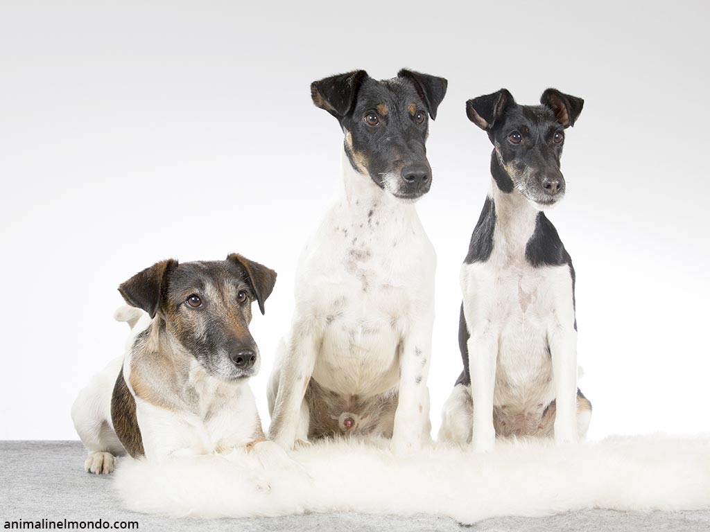 Cane Fox Terrier a pelo liscio