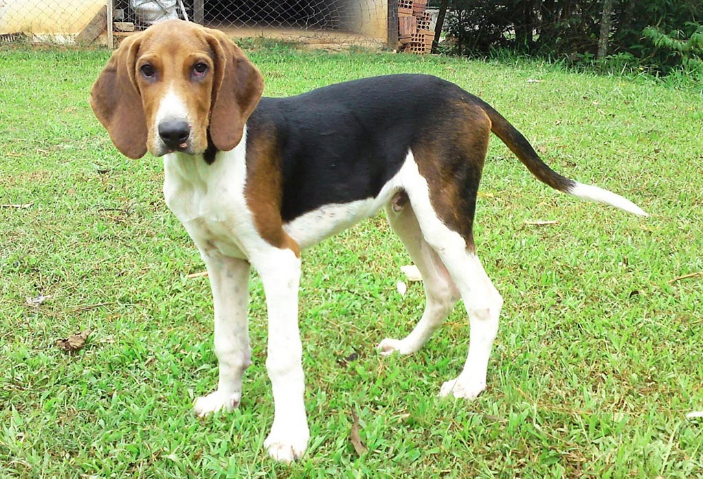 Cane Foxhound americano