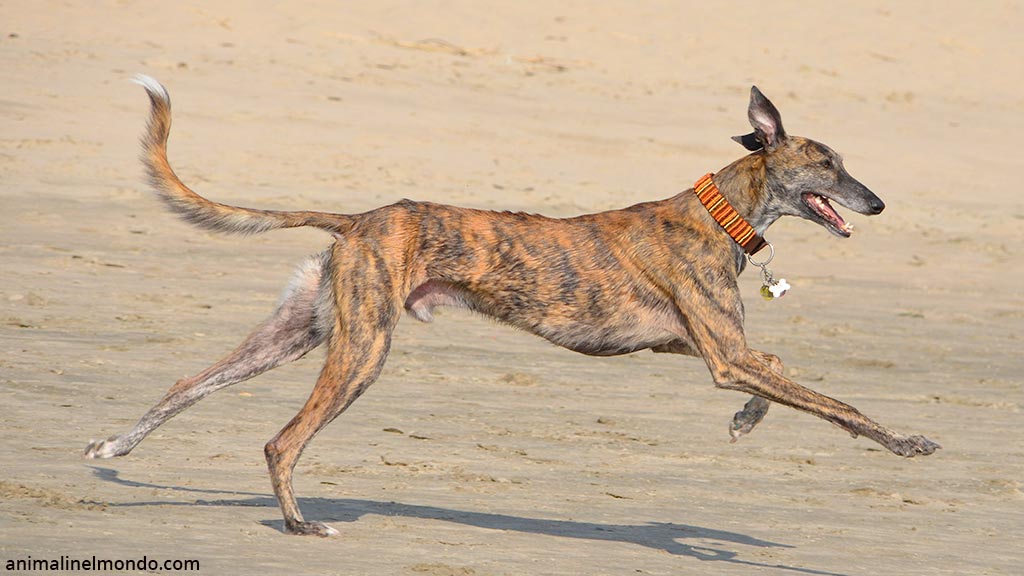 Cane Galgo espanol