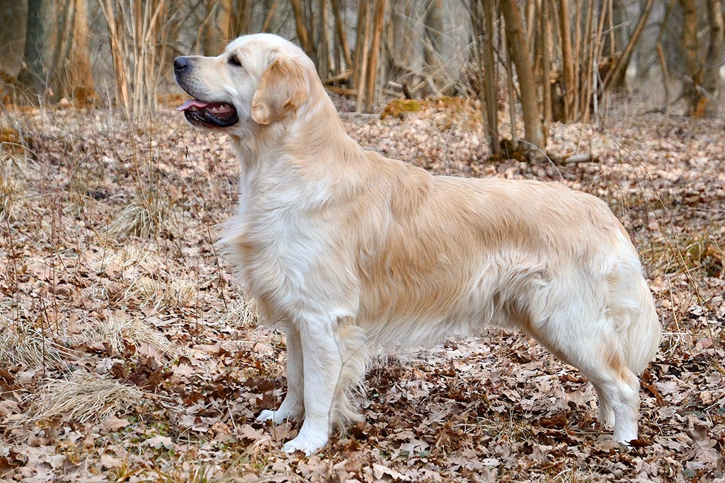 Cane Golden Retriever