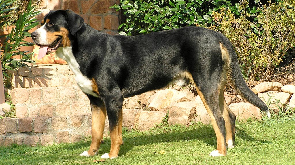Cane Grande Bovaro Svizzero