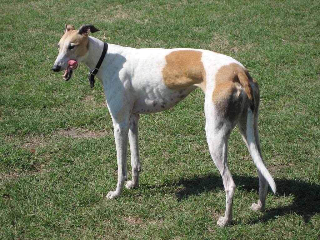 Cane Greyhound