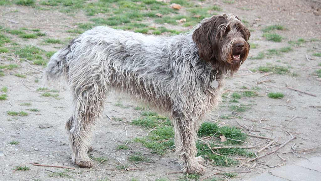 Cane Griffone a pelo duro